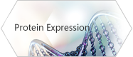 Protein Expression
